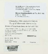 Genea hispidula image