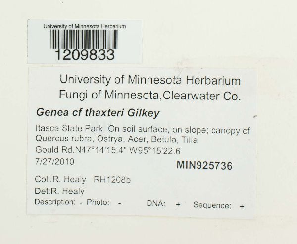 Genea thaxteri image