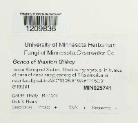 Genea thaxteri image