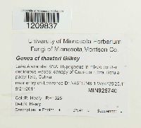 Genea thaxteri image