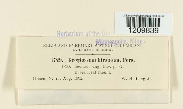 Geoglossum hirsutum image