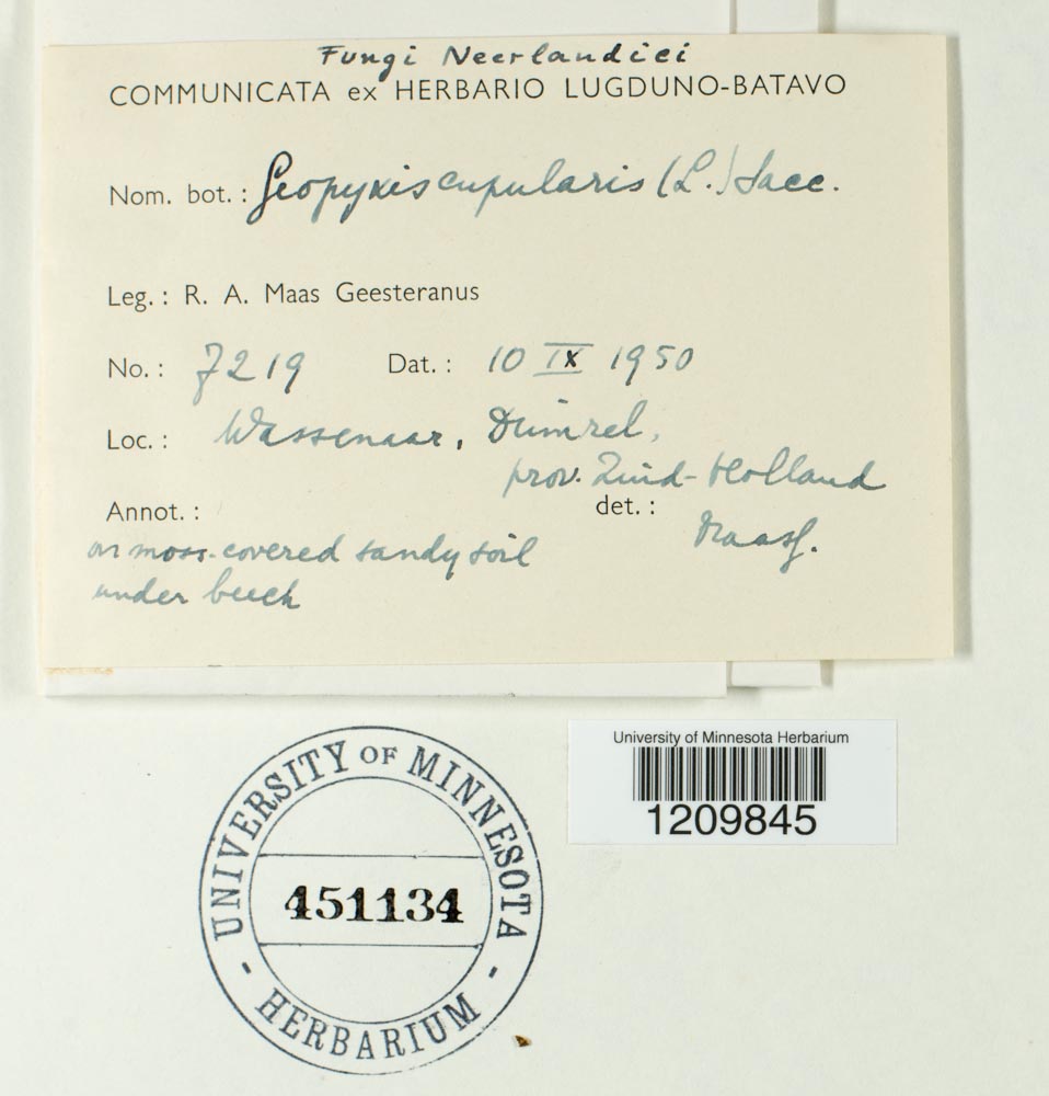 Tarzetta cupularis image