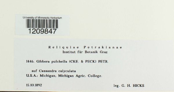 Gibbera pulchella image