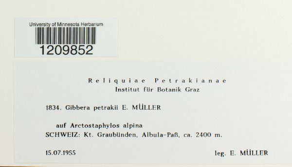 Gibbera petrakii image