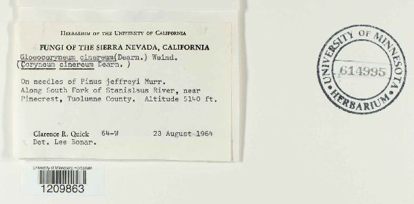 Gloeocoryneum cinereum image