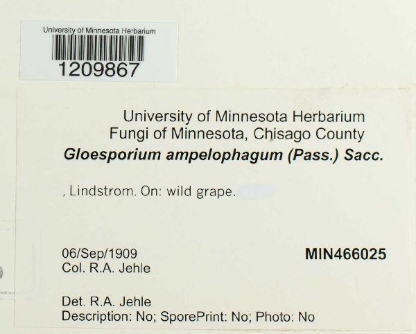 Gloeosporium ampelophagum image