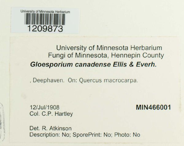 Gloeosporium canadense image