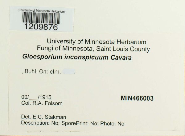 Gloeosporium inconspicuum image