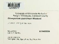 Media resource of Amphiporthe leiphaemia