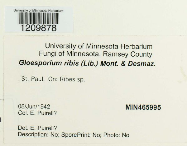 Drepanopeziza ribis image