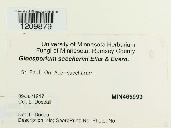 Gloeosporium saccharini image