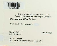 Apiognomonia errabunda image