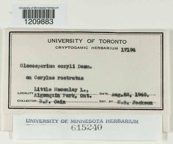 Monostichella coryli image