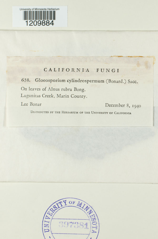 Gloeosporium cylindrospermum image