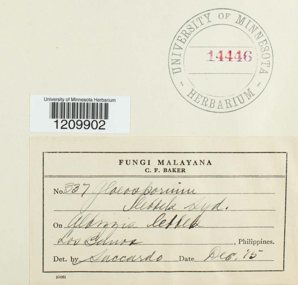 Gloeosporium lebbek image