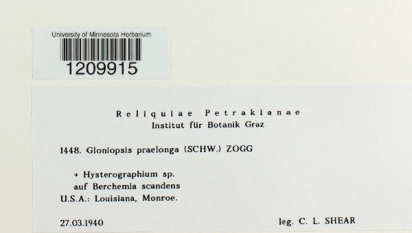 Gloniopsis praelonga image