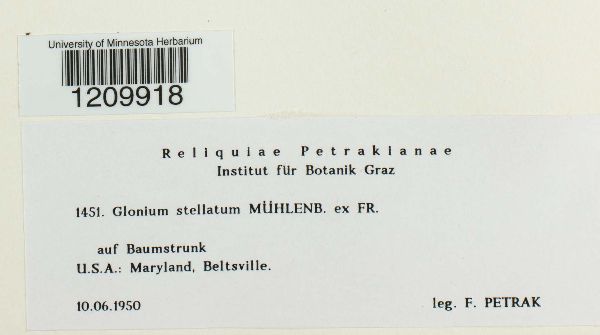 Glonium stellatum image