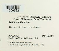 Gnomonia fimbriata image