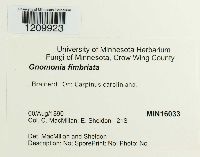 Gnomonia fimbriata image