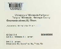 Stegophora ulmea image