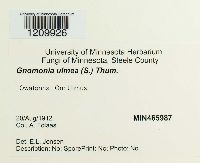 Stegophora ulmea image