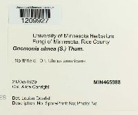 Stegophora ulmea image