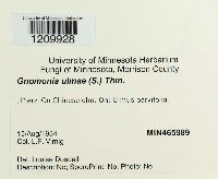 Stegophora ulmea image