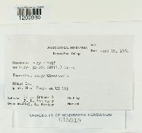 Image of Gnomonia caryae