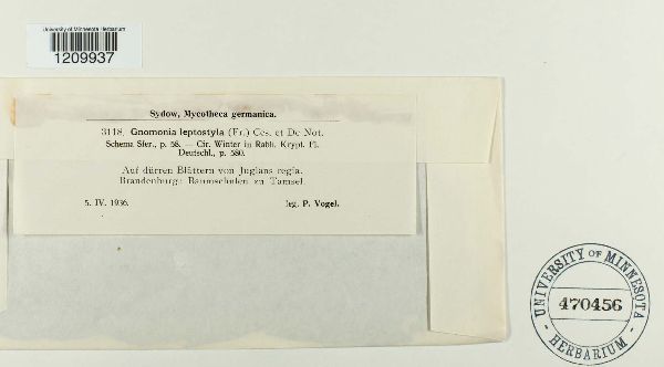 Gnomonia leptostyla image