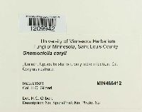 Mamianiella coryli image