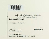 Mamianiella coryli image