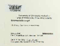 Mamianiella coryli image