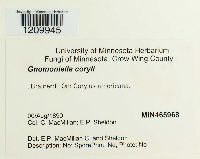 Mamianiella coryli image