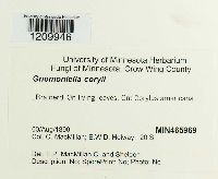 Mamianiella coryli image