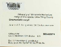 Mamianiella coryli image