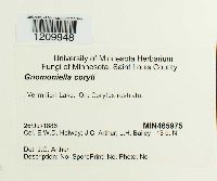 Mamianiella coryli image