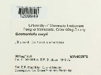 Mamianiella coryli image