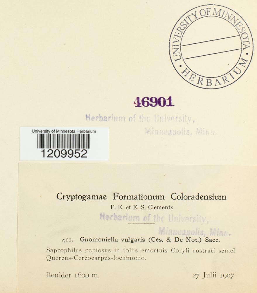 Gnomonia gnomon image