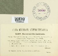 Gnomonia fimbriata image