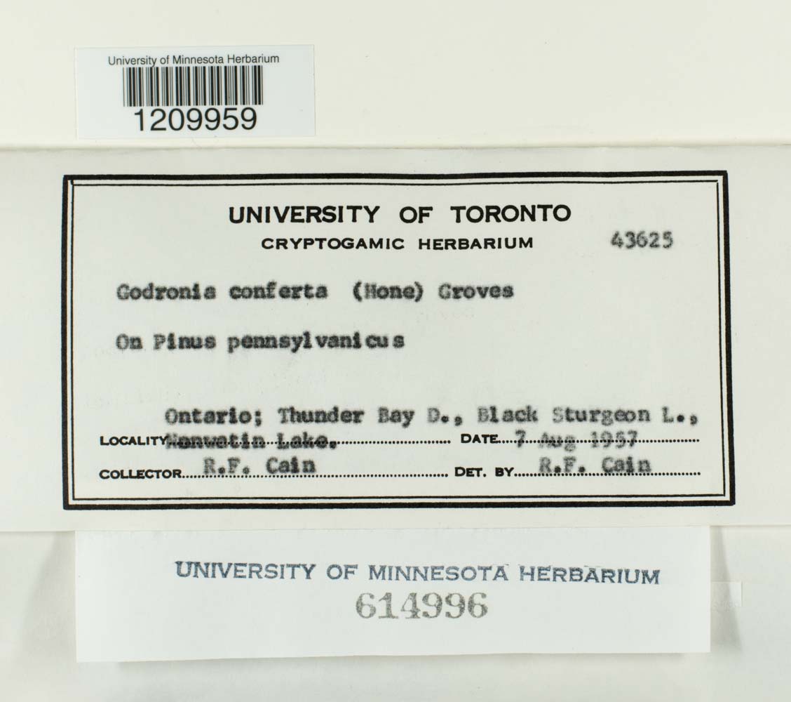 Godronia confertus image