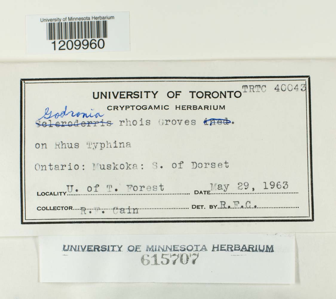 Godronia rhois image