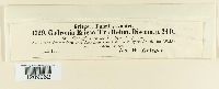 Erikssonopsis ericae image