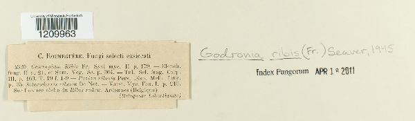 Godronia ribis image