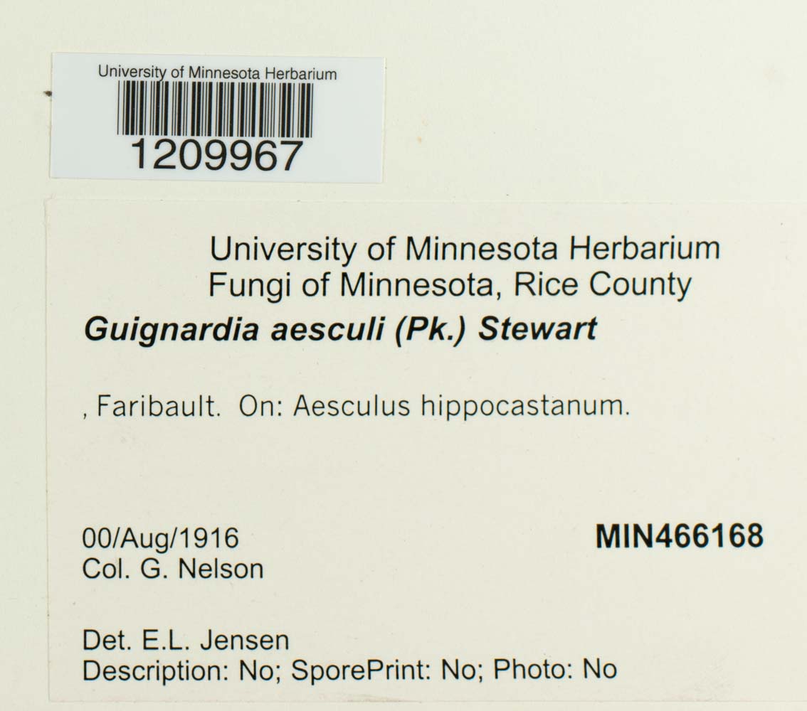 Guignardia aesculi image