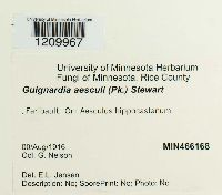 Media resource of Guignardia aesculi