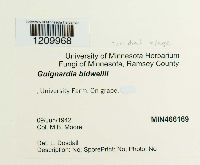 Guignardia bidwellii image