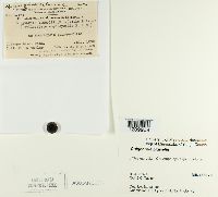 Guignardia bidwellii image