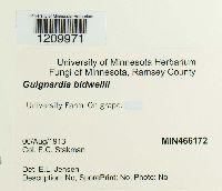 Guignardia bidwellii image