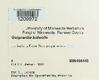 Guignardia bidwellii image