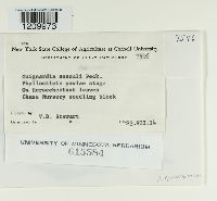 Guignardia aesculi image